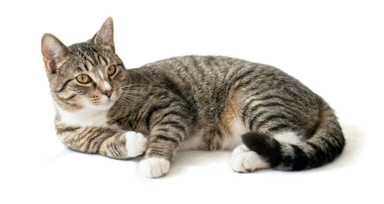 contact luxury cattery